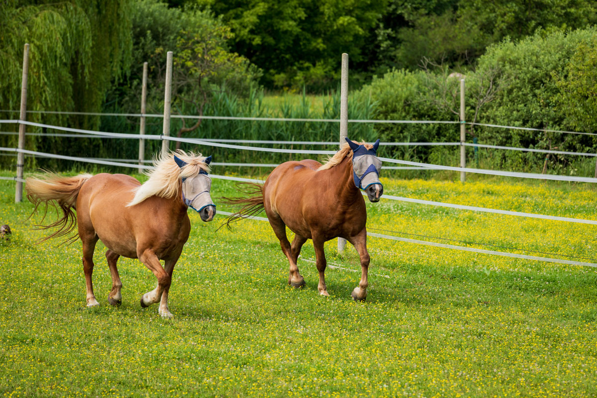 Agricampeggio Sacile