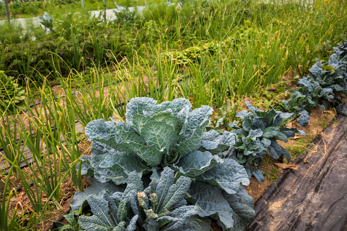 Agricampeggio per meditare
