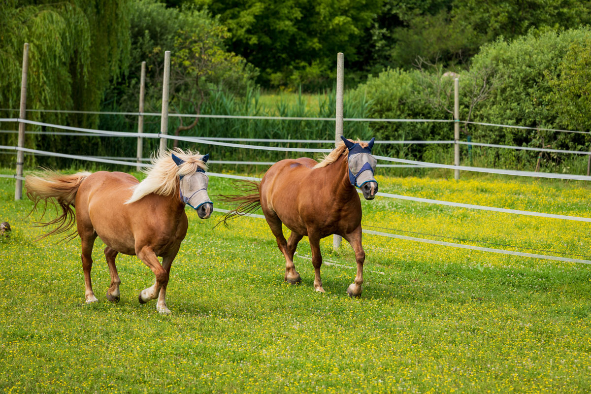 Agriturismo ospitale Acero Rosso Pordenone