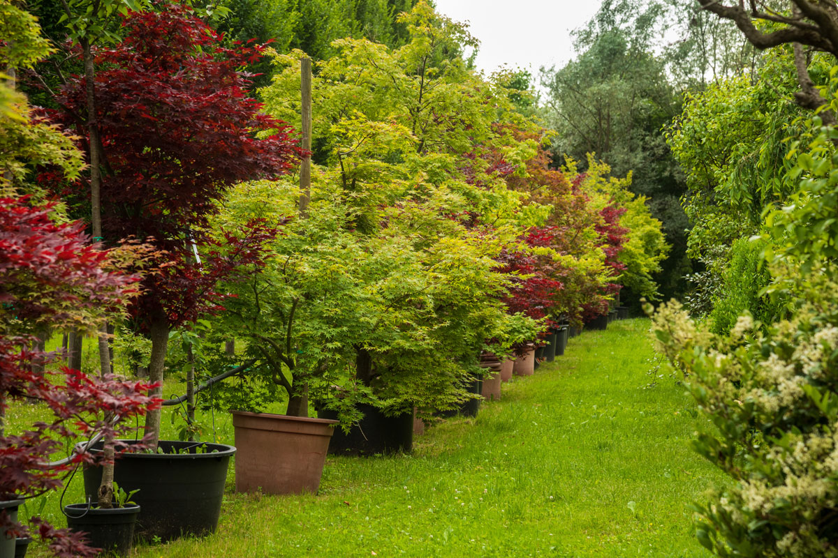 Ventita piante Pordenone