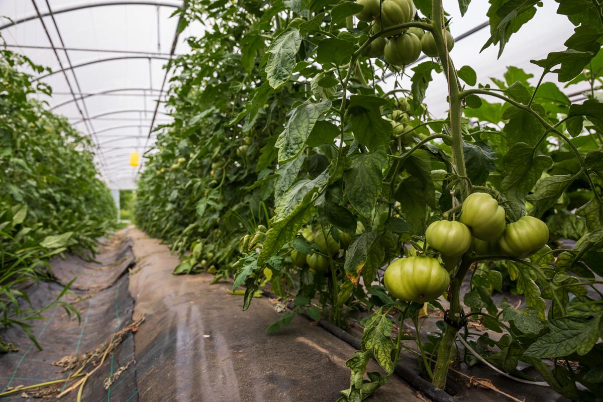 Serra pomodori Biologici