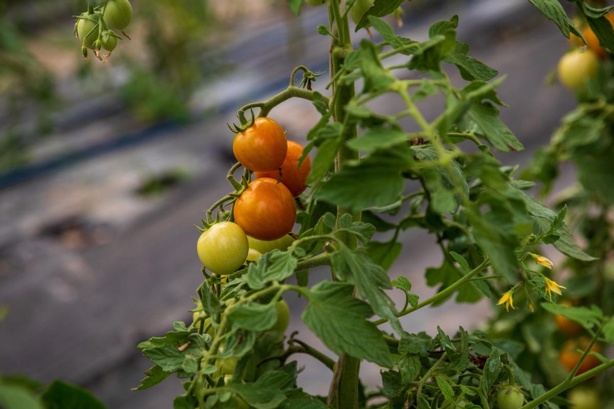 Pomodori biologici