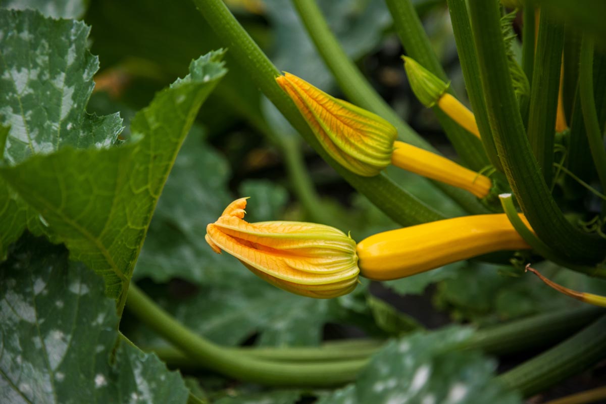 Zucchine biologiche