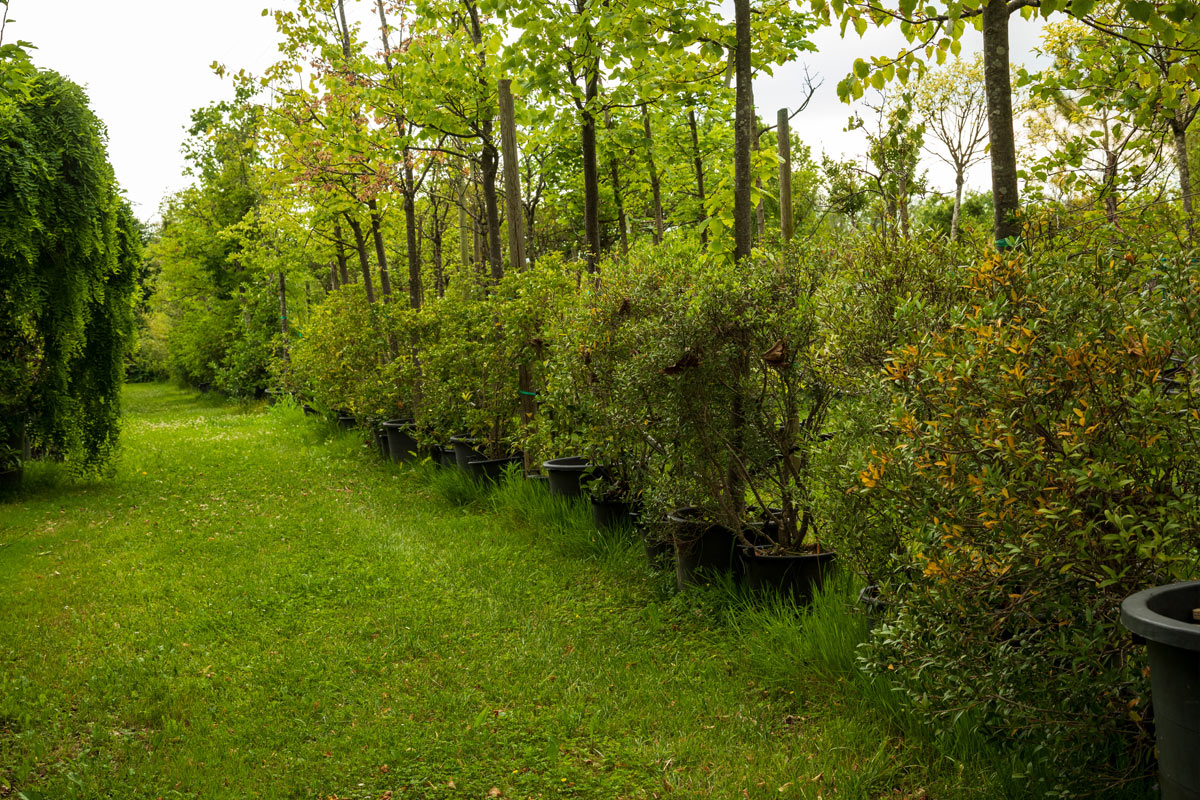 Acero Rosso Vivaio ventida alberi