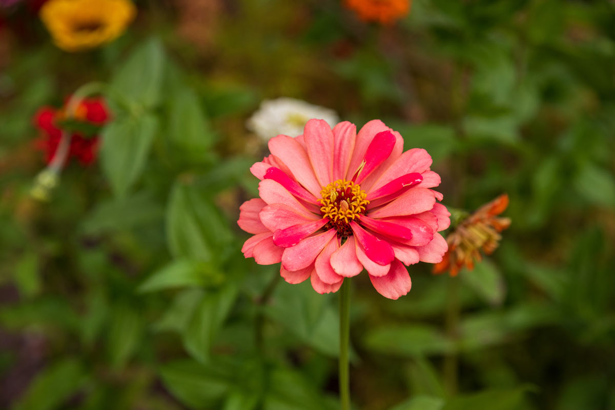 Vivaio vendita fiori