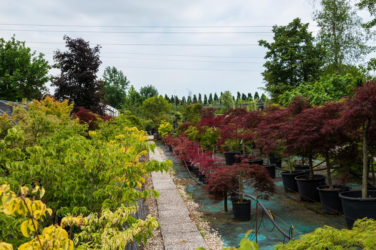 Vivaio cura giardino